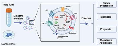 Frontiers Small Extracellular Vesicles In The Development Diagnosis